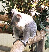 �R�A���̎ʐ^