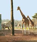 �L�����ƃV�}�E�}�̎ʐ^