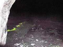 �q�J���S�P�̎ʐ^