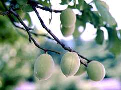 �~�̎��̎ʐ^