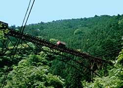 �����猩���g���b�R�̎ʐ^