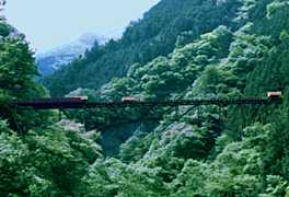 �����猩���g���b�R�̎ʐ^�̎ʐ^