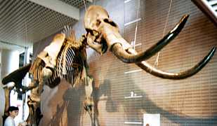 �}�����X�̍��i�̎ʐ^