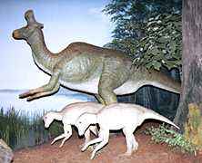 ���R�����ق̓�����̎ʐ^