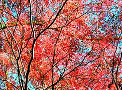 ������t�߂̍g�t�������̎ʐ^