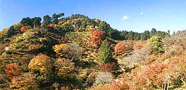 ��R�����̎ʐ^