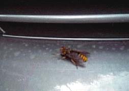 �X�Y���o�`�̎ʐ^