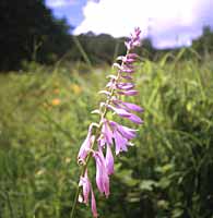 �I�I�o�M�{�E�V�̎ʐ^