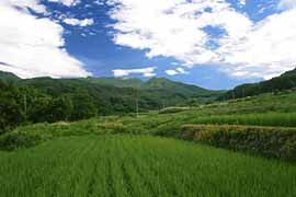 �t�߂̕��i�̎ʐ^