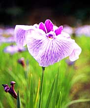 ����߂̎ʐ^�P