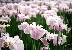 ����߂̎ʐ^�Q