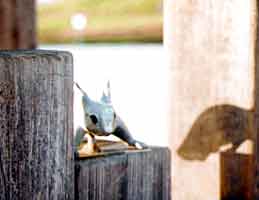 �E�T�M�̃I�u�W�F�̎ʐ^�P