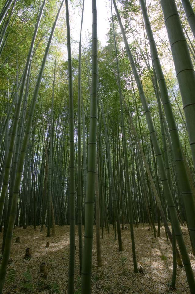 富山県 西田 竹の子料理 山下家