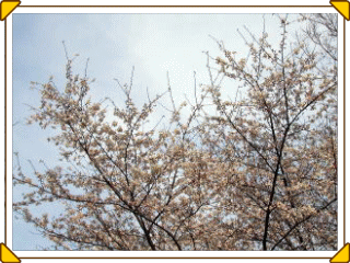 sakura2004_02.gif