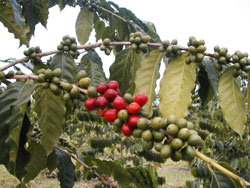 UCC農園で赤く色づいたコーヒーの実