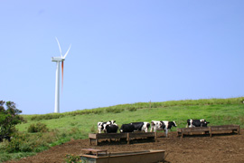 ハヴィの風車と牛