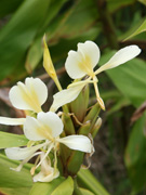 キラウエア火口の花