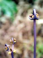 イキトレイルで見かけた背丈ほどあるシダの芽