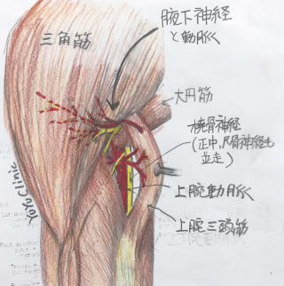 筋肉 三角 痛 筋 【土信田式筋膜治療】肩痛で三角筋周辺の痛みの取り方