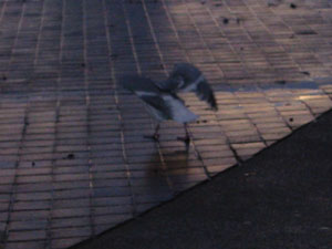 �����߁i�Q�j