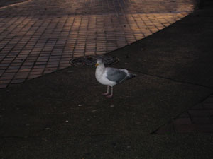 �����߁i�P�j