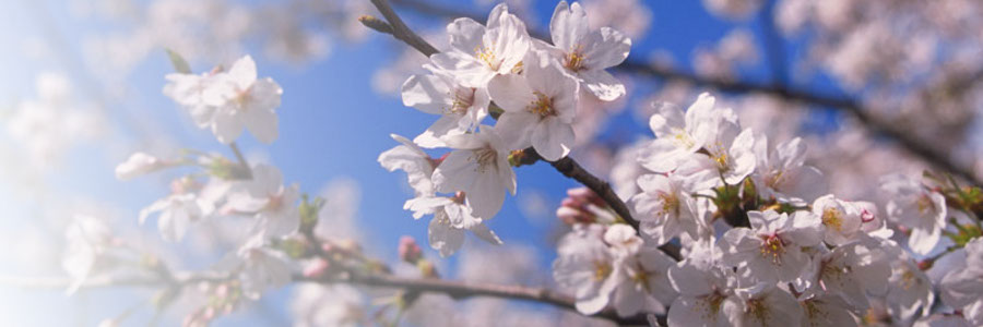 桜