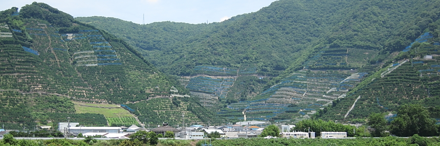 有田の良好畑、山田原
