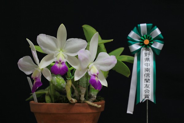 DaumNancy 　洋蘭彩 DaumNancy 洋蘭彩