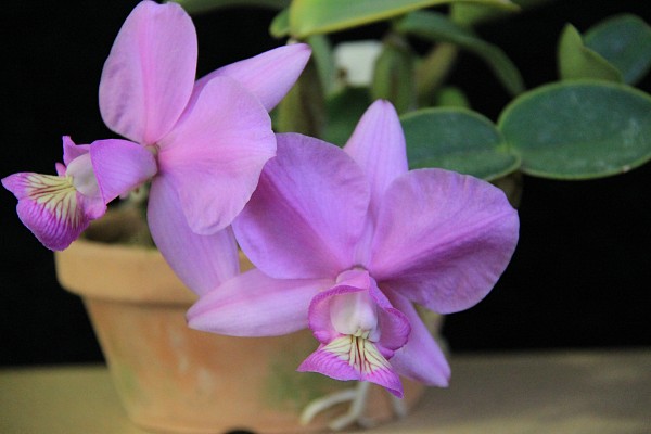 Exhibitor：Yosiki Hirabayasi