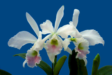 aut.foleyana.jpg (8945 oCg)