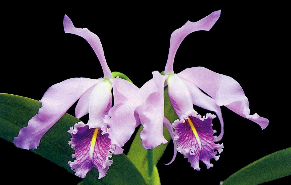 maxicoerulea.jpg (72555 oCg)