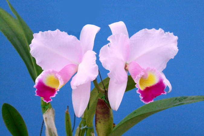 Orchid Culture