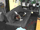 GIF