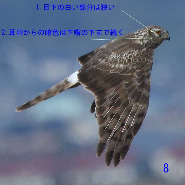 ウスハイイロチュウヒ♀成鳥