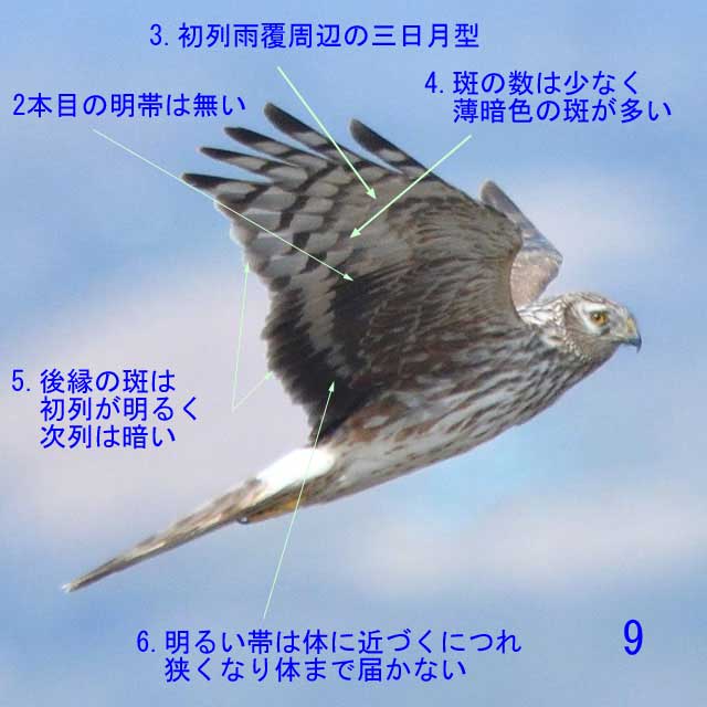 ウスハイイロチュウヒ♀成鳥