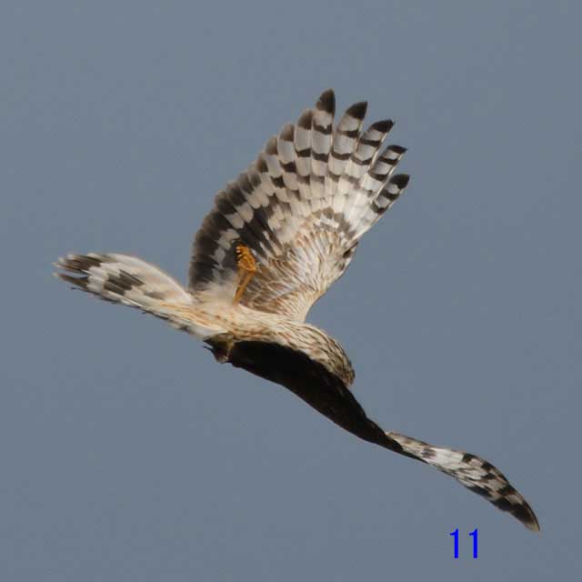 ウスハイイロチュウヒ♀成鳥