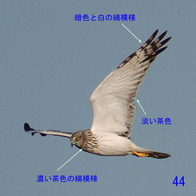 ヨーロッパチュウヒ，チュウヒ，♂成鳥