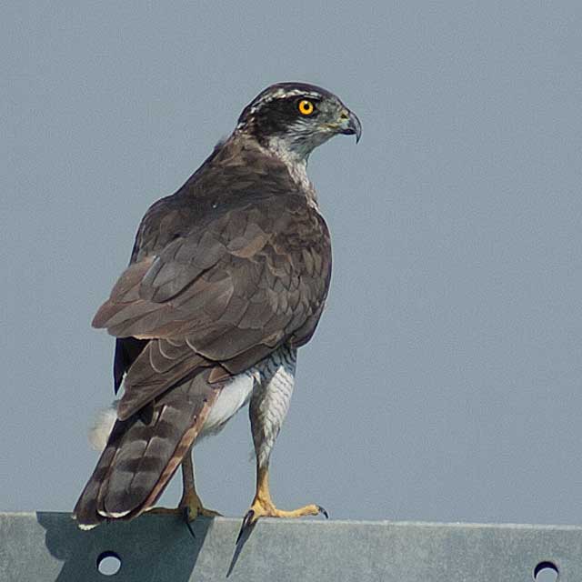 Littlevenicecoco様オオタカ×12箱【K1388-1268】 オオタカ