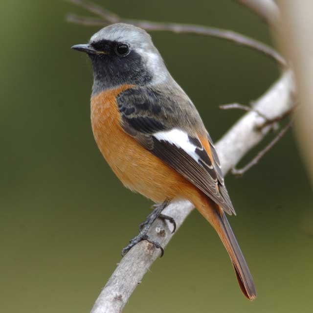 ジョウビタキ ハイバネジョウビタキ - eBird
