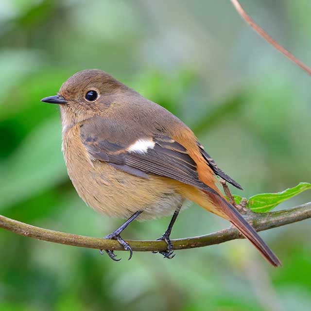 ジョウビタキ ハイバネジョウビタキ - eBird
