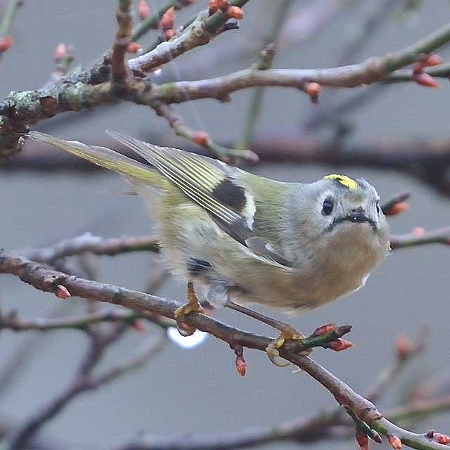 キクイタダキ