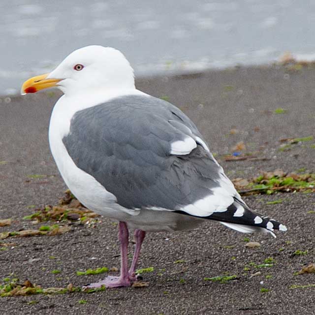 オオセグロカモメ