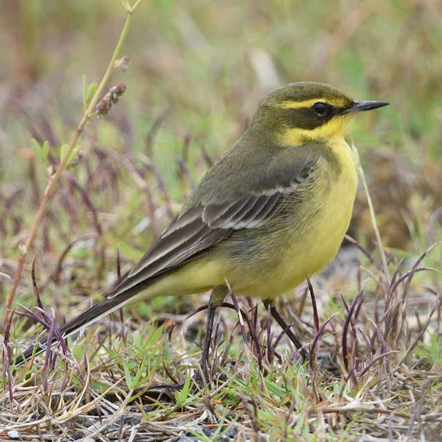 マミジロツメナガセキレイ マミジロツメナガセキレイ - 日本の野鳥識別図鑑