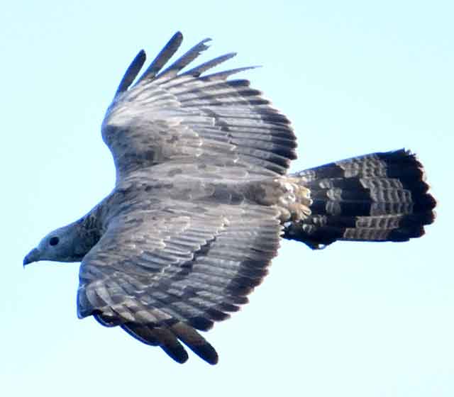 鳥の羽　ハチクマの羽　弓道 201210026-2.jpg