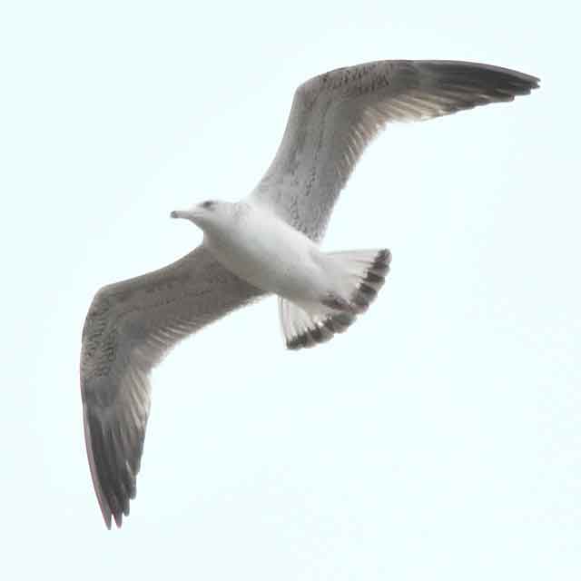 カモメ アルメニアセグロカモメ