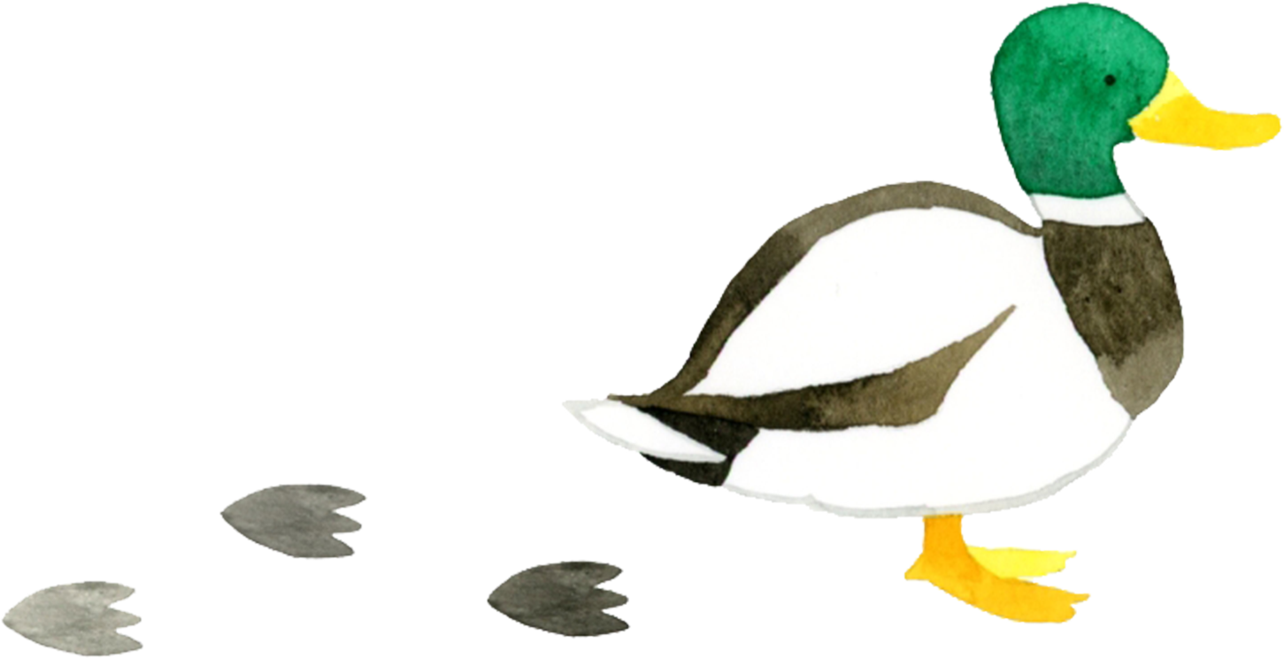 あひるのイラスト
