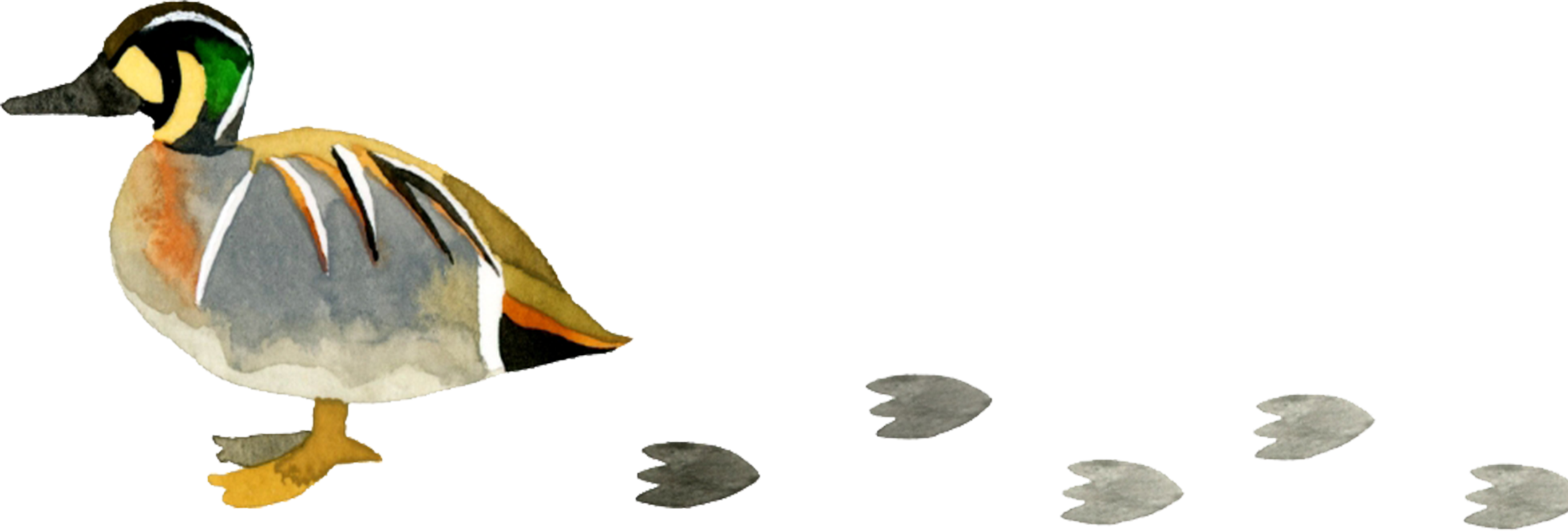 アヒルのイラスト