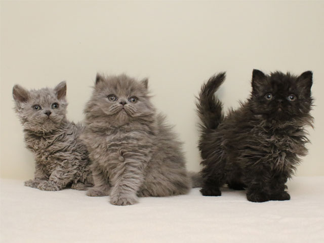 selkirk_kitties