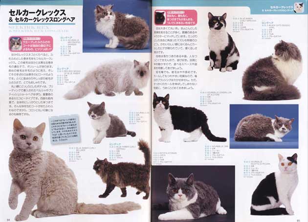 cat's_catalog2013