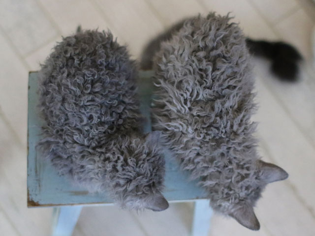 selkirks